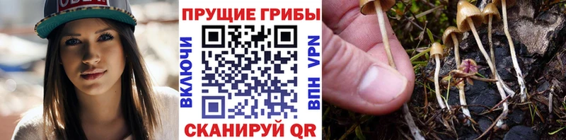 цена наркотик darknet формула Галлюциногенные грибы Psilocybe Кировск